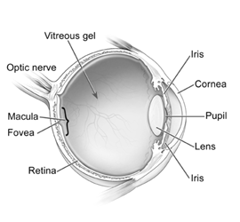 Diagram - Macula