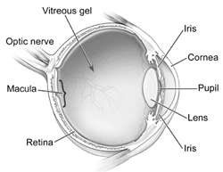 Diagram - Macula