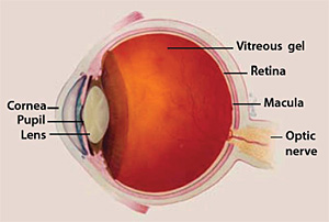 Diagram - Macula