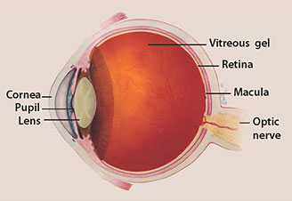 Diagram - Optic Nerve